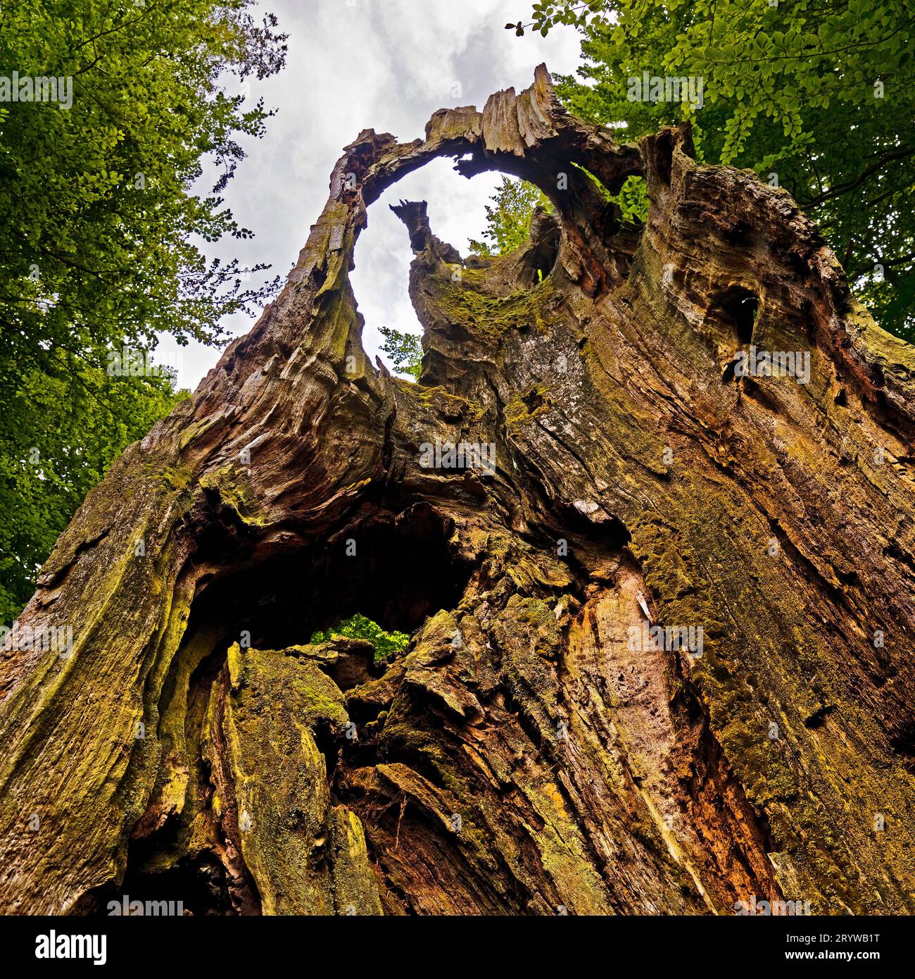 Foresta primordiale di Sababurg, riserva naturale, Reinhardswald estate District, Assia, Germania, Europa Foto Stock