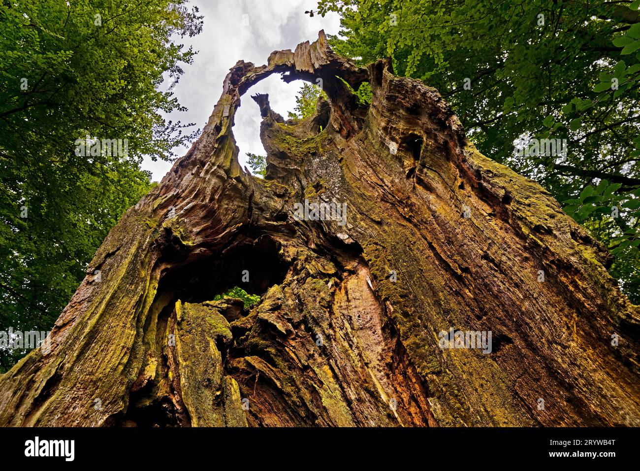 Foresta primordiale di Sababurg, riserva naturale, Reinhardswald estate District, Assia, Germania, Europa Foto Stock