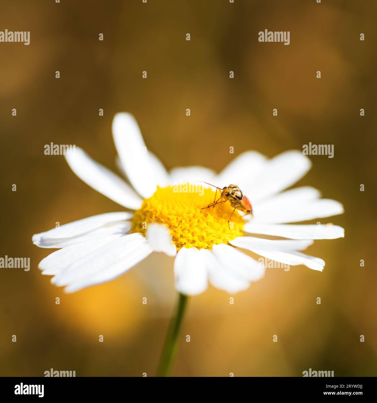 Larve di insetti su una camomilla Foto Stock