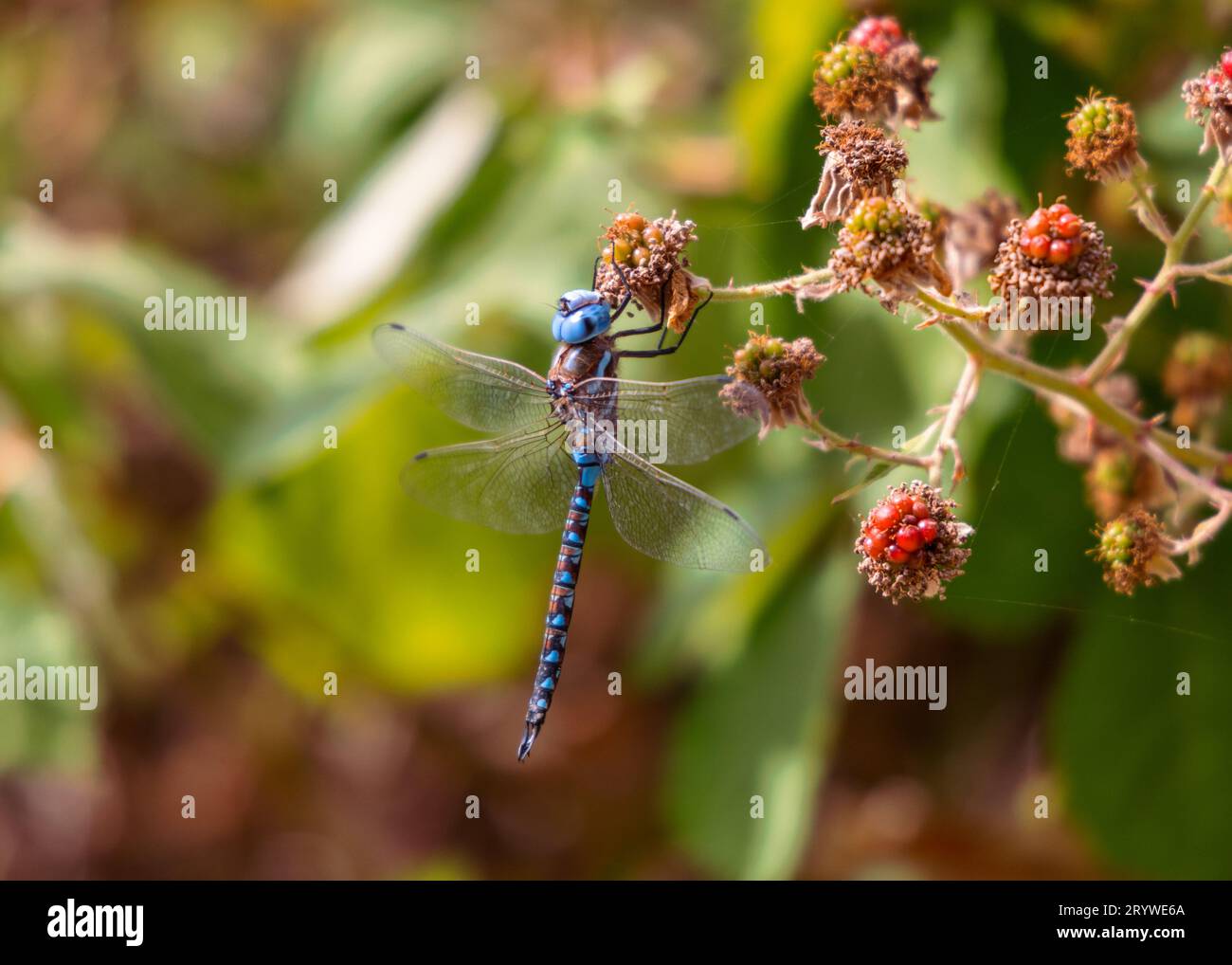 Azure Hawker libellula con ali allungate, che riposa su un cespuglio carico di frutti di bosco in estate a Jericho Beach a Vancouver, Canada. Foto Stock