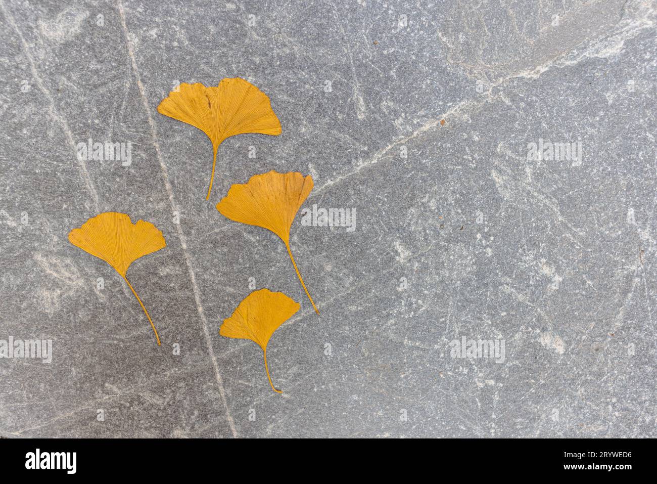 Quattro foglie di ginkgo gialle su pietra ardesia grigia testurizzata in autunno Foto Stock