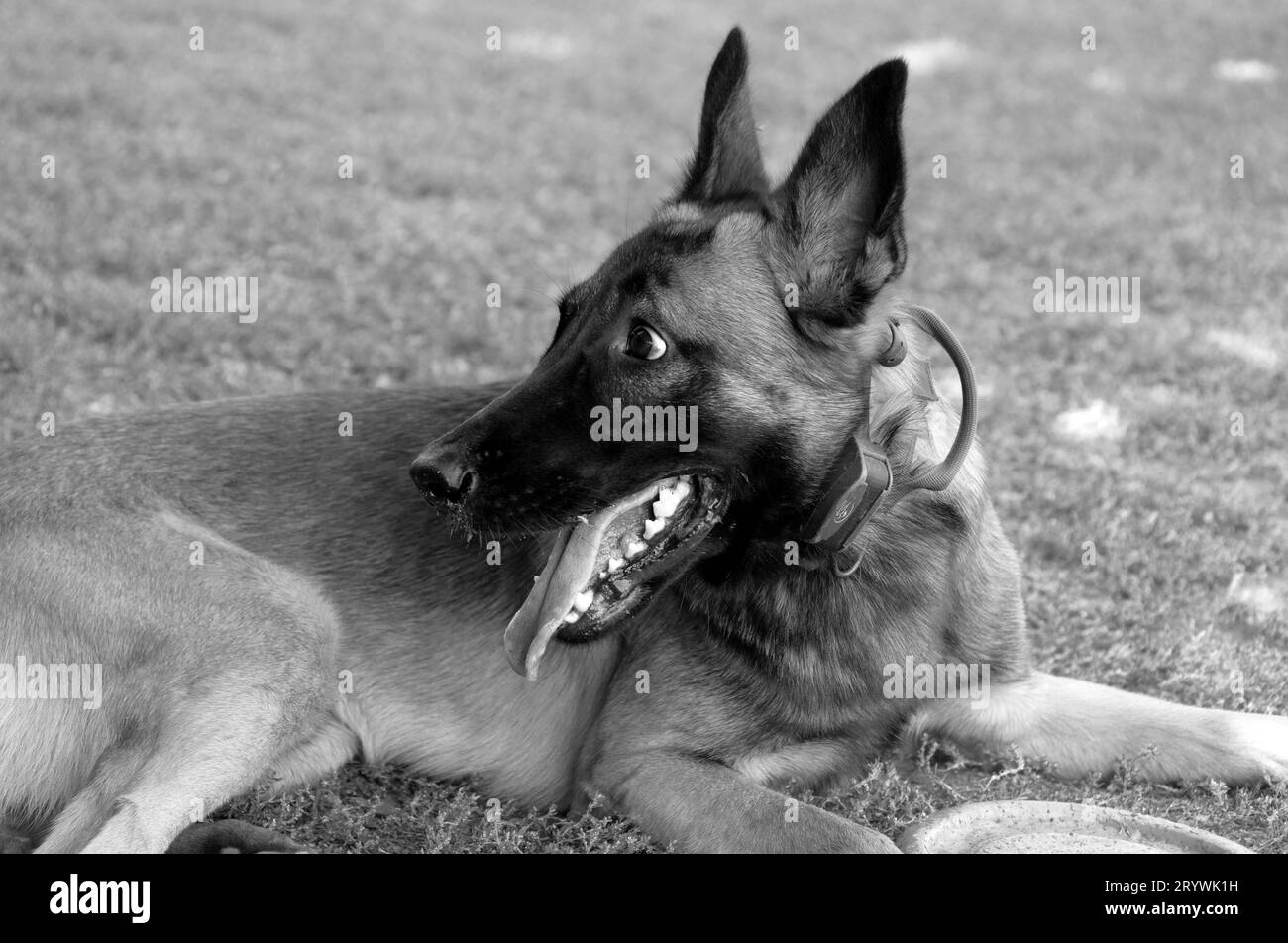 Ritratto ravvicinato di uno splendido cane belga Malinois. Volto espressivo di un cane intelligente e felice che cammina Foto Stock