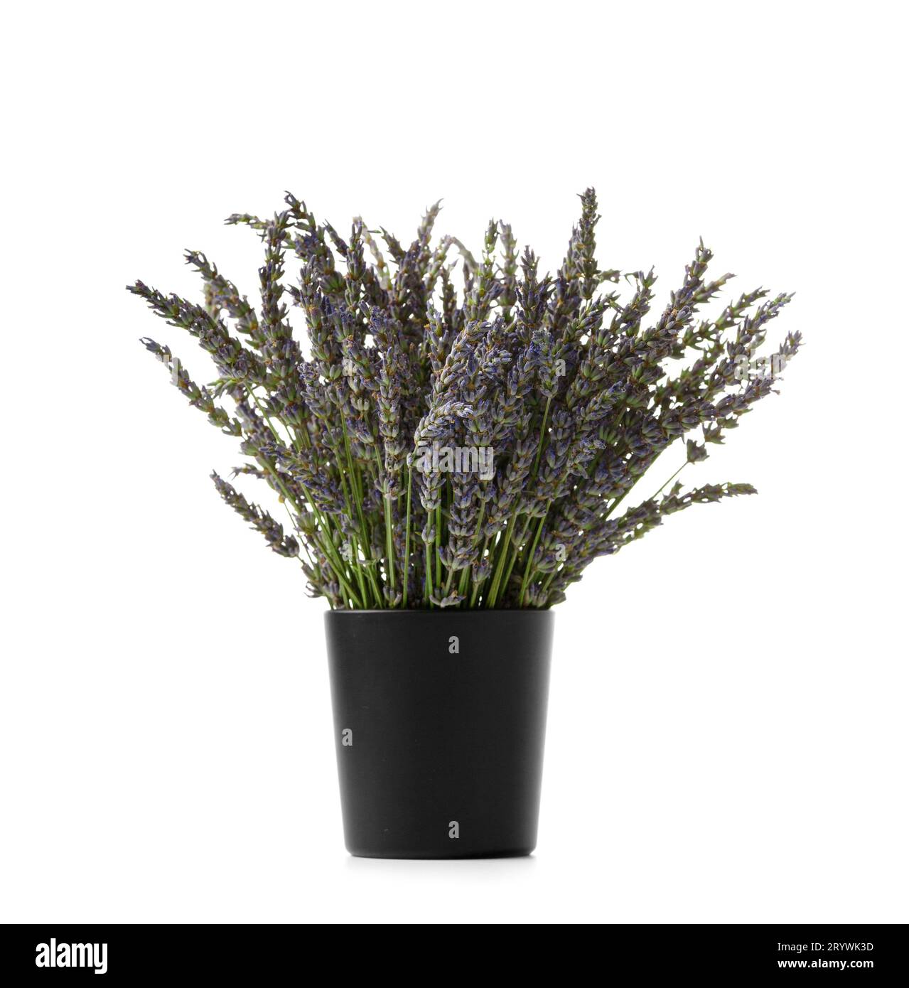 Bouquet di fiori di lavanda in vaso nero su sfondo bianco Foto Stock
