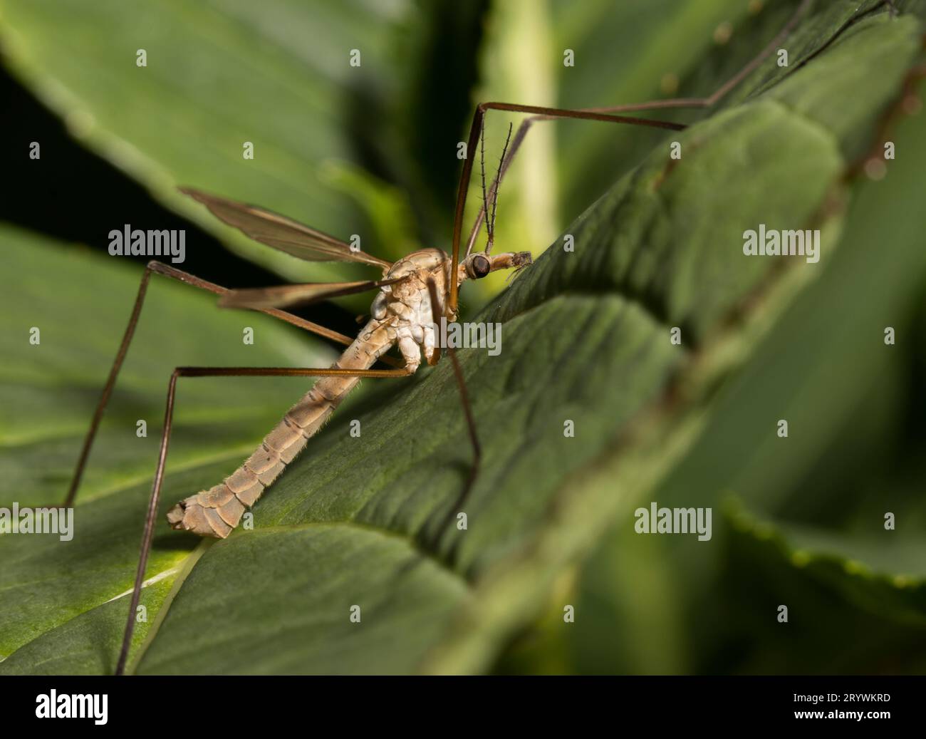 Maschio Crane-fly Tipula paludosa Daddy gambe lunghe da vicino Foto Stock