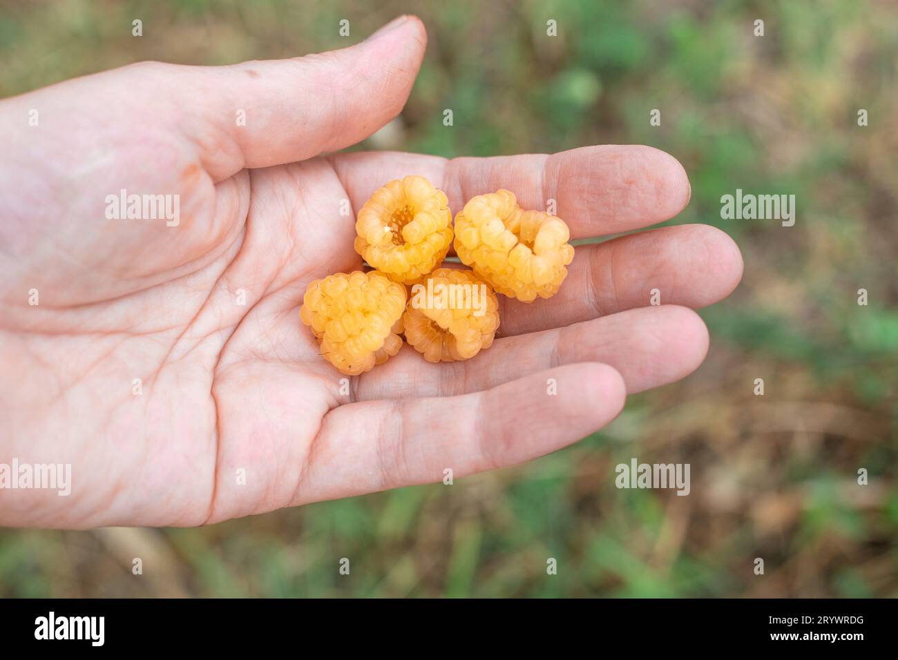 Un giardiniere tiene in mano i lamponi maturi gialli. Raccolta delle bacche. Foto Stock