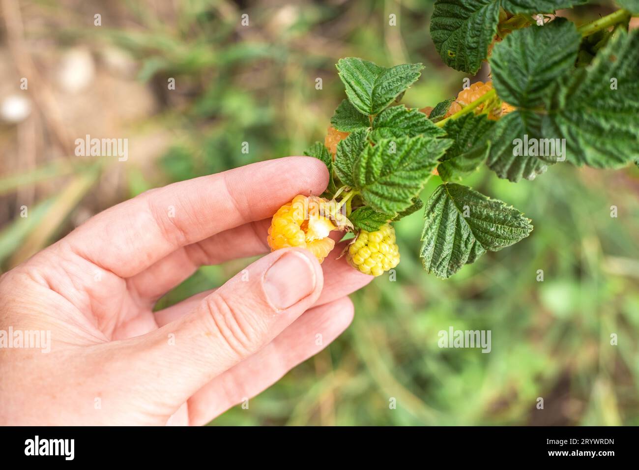 La mano di una donna preleva lamponi maturi gialli da un cespuglio. Berry picking. Foto Stock