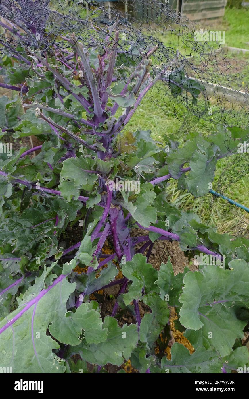 Primo piano delle Kalettes che crescono sulle assegnazioni britanniche all'inizio dell'autunno. Chiocciola su una foglia. Foto Stock