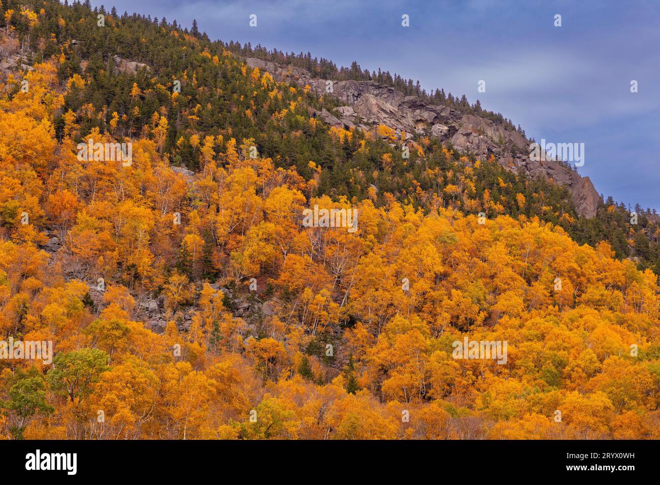 BRANDON GAP, VERMONT, USA - foglie autunnali sulle scogliere del Monte Horrid, nella natura selvaggia di Battell, Green Mountains. Foto Stock