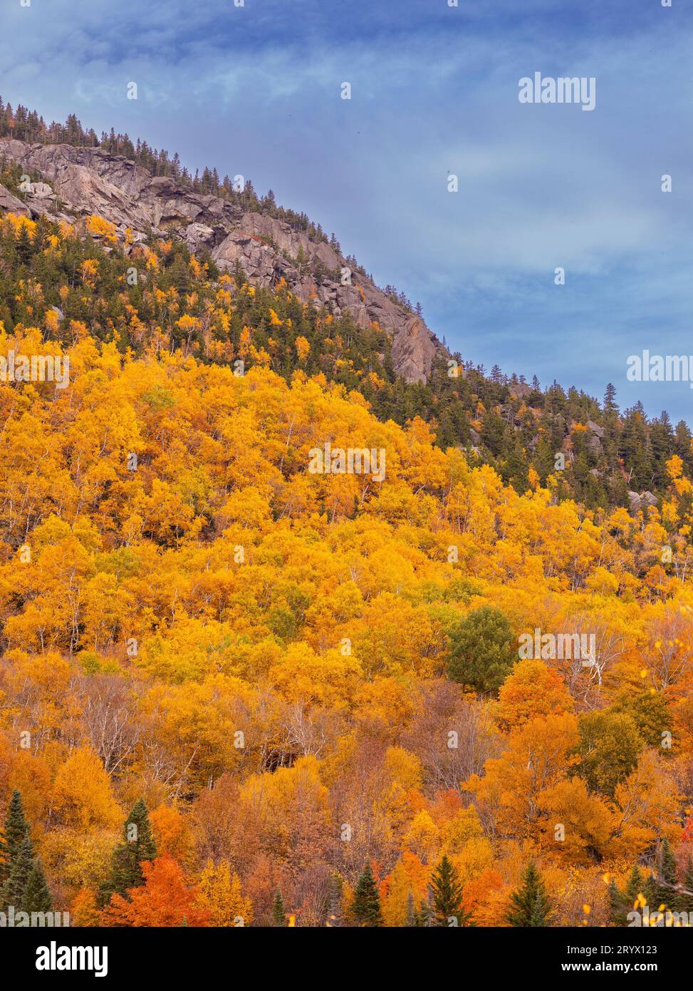 BRANDON GAP, VERMONT, USA - foglie autunnali sulle scogliere del Monte Horrid, nella natura selvaggia di Battell, Green Mountains. Foto Stock