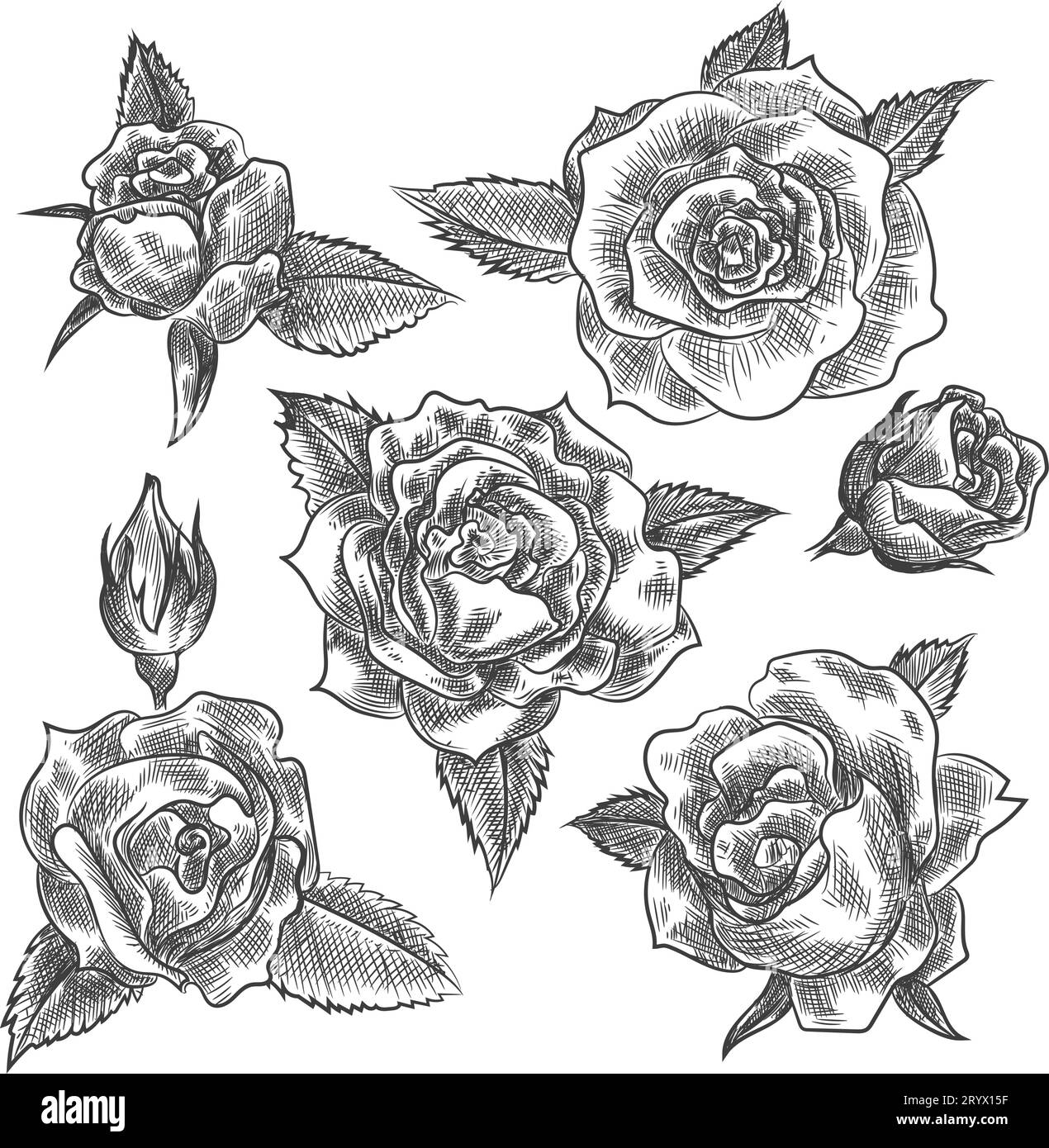 Incisione disegnata a mano fiori di rosa Illustrazione Vettoriale