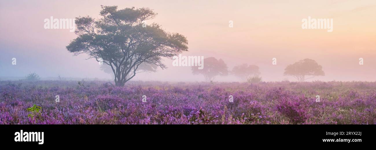 Parco nazionale di Zuiderheide Veluwe, erica rosa porpora in fiore, calorifero fiorente sul Veluwe Foto Stock