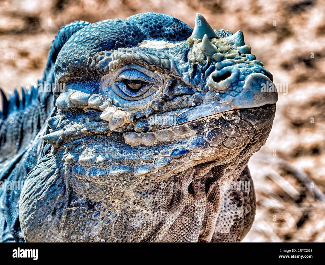 Un primo piano di un'iguana nel suo habitat naturale Foto Stock