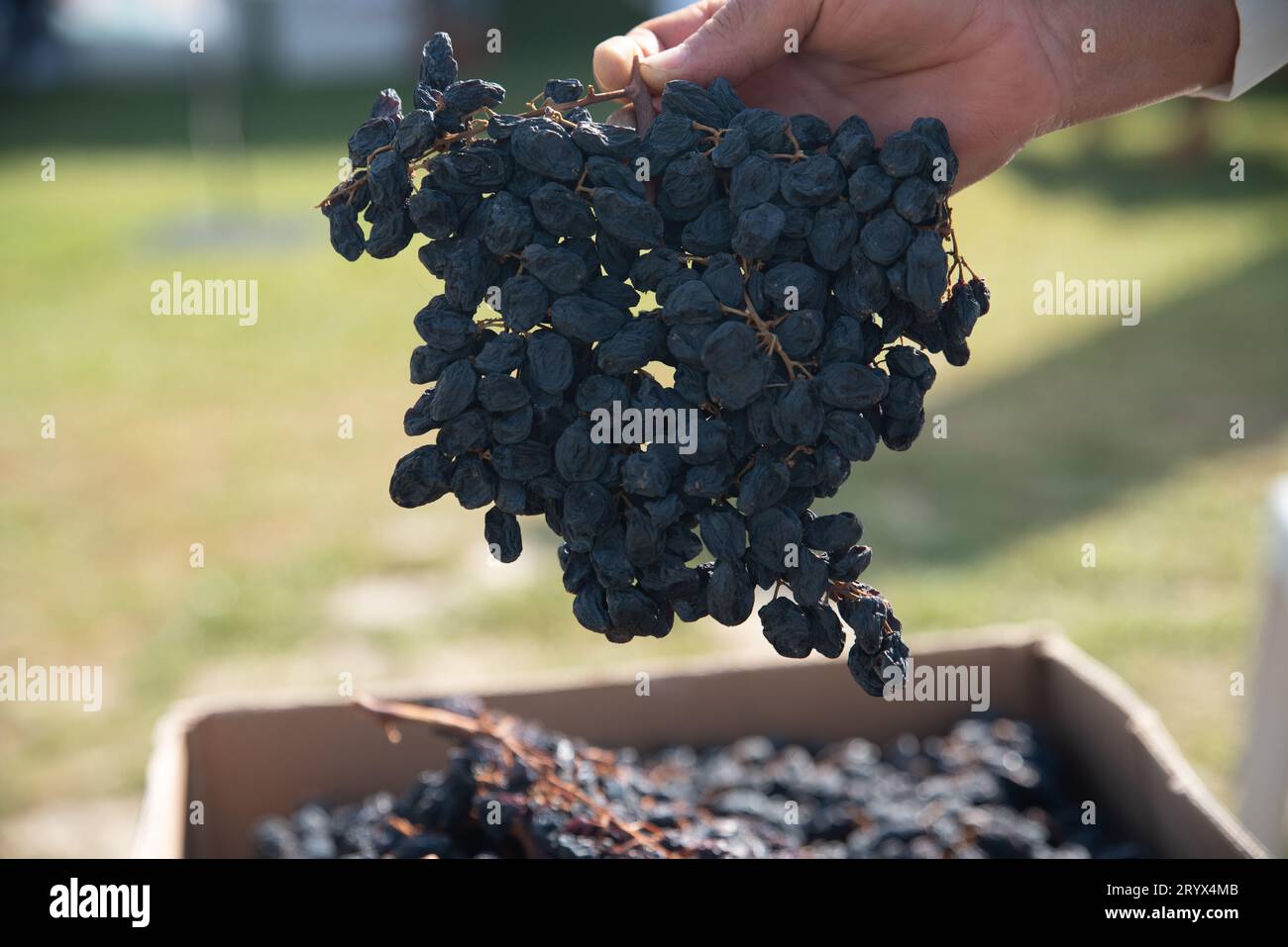 uva nera essiccata esposta nel mercato, sano concetto di spuntino. Foto di alta qualità Foto Stock