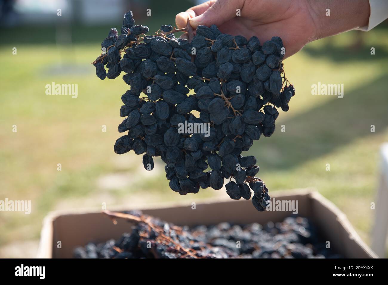 uva nera essiccata esposta nel mercato, sano concetto di spuntino. Foto di alta qualità Foto Stock