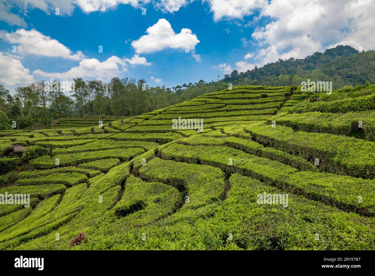 Piantagione di tè Rancabali vicino a Bandung in Giava Occidentale, Indonesia. Foto Stock