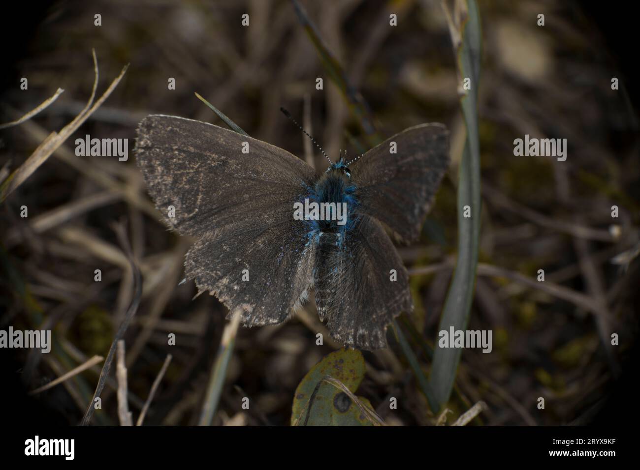 Lancia a farfalla blu con ali danneggiate su sfondo grigio Foto Stock
