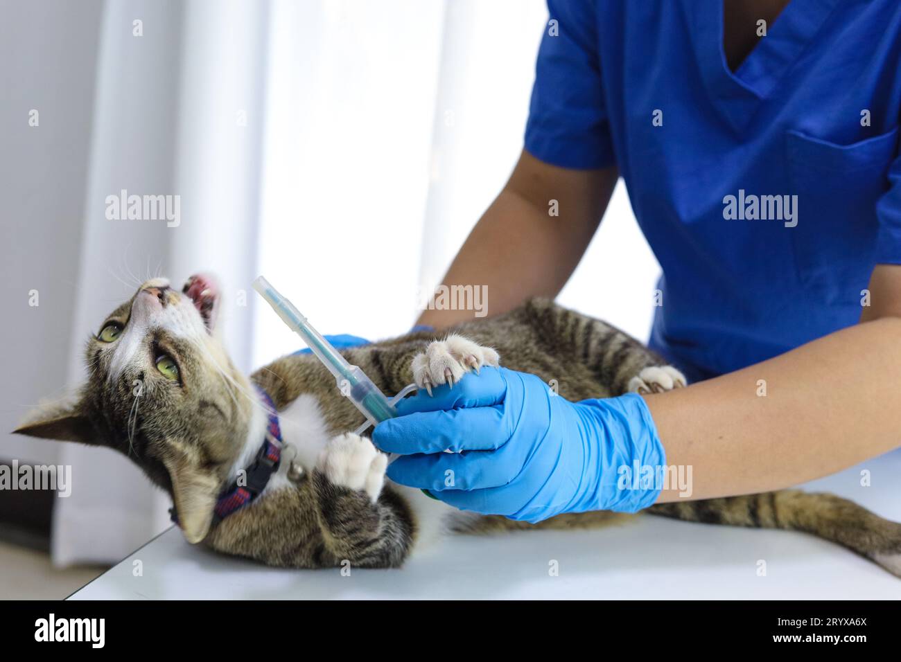 Gatto sul tavolo di esame della clinica veterinaria. Assistenza veterinaria. Medico veterinario e gatto. Foto Stock