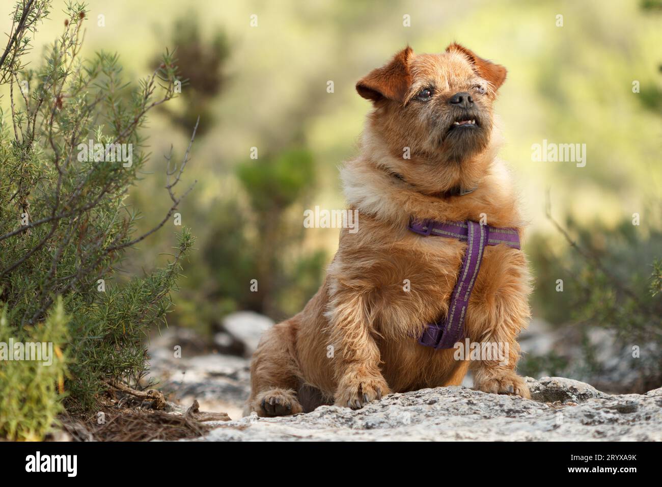 Nami, un cane più anziano con problemi di gengive e denti che si posa nel Parc Natural of Voltors di Alcoi, Spagna Foto Stock
