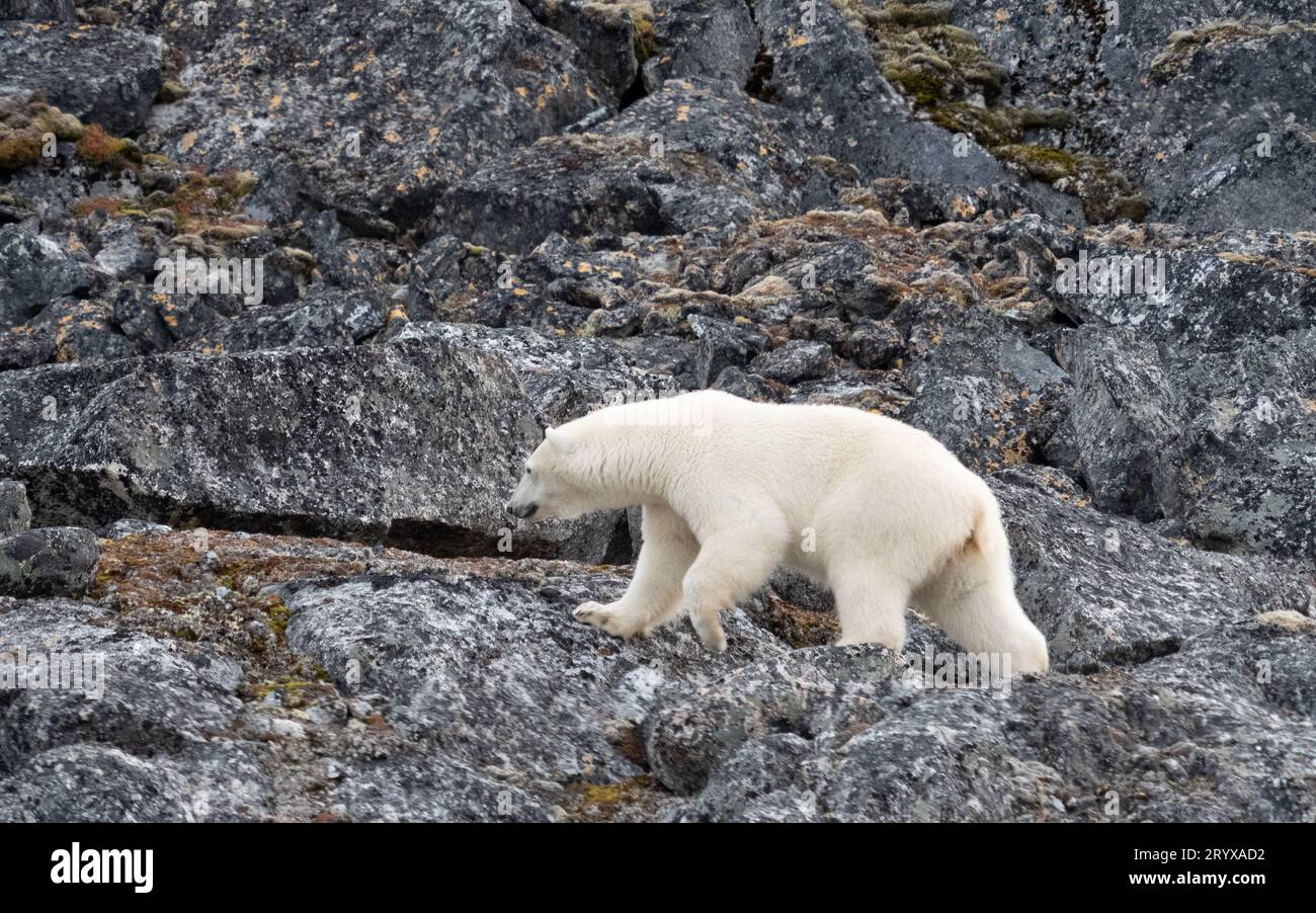 Un orso polare che cammina a Spitsbergen, Svalbard Foto Stock