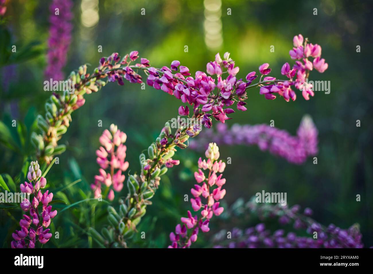 Il lupino viola fiorisce. Primo piano di fiori brillanti in erba verde Foto Stock