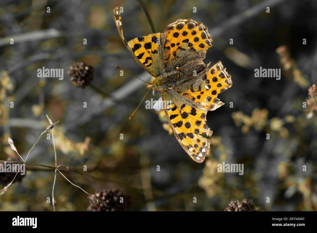 Farfalla arancione con ali rotte Foto Stock