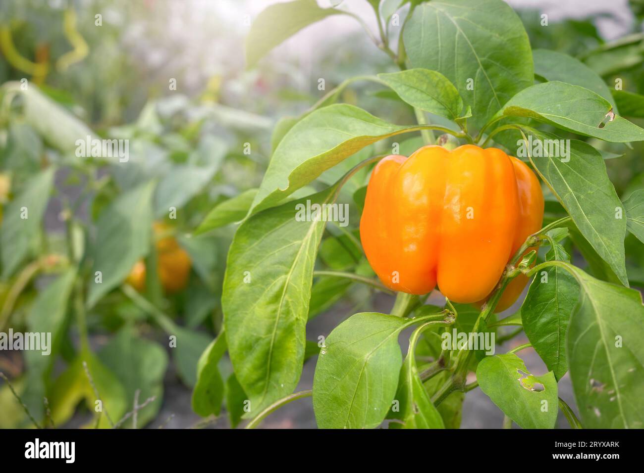 Primo piano del peperone organico giallo, messa a fuoco selettiva. Foto Stock
