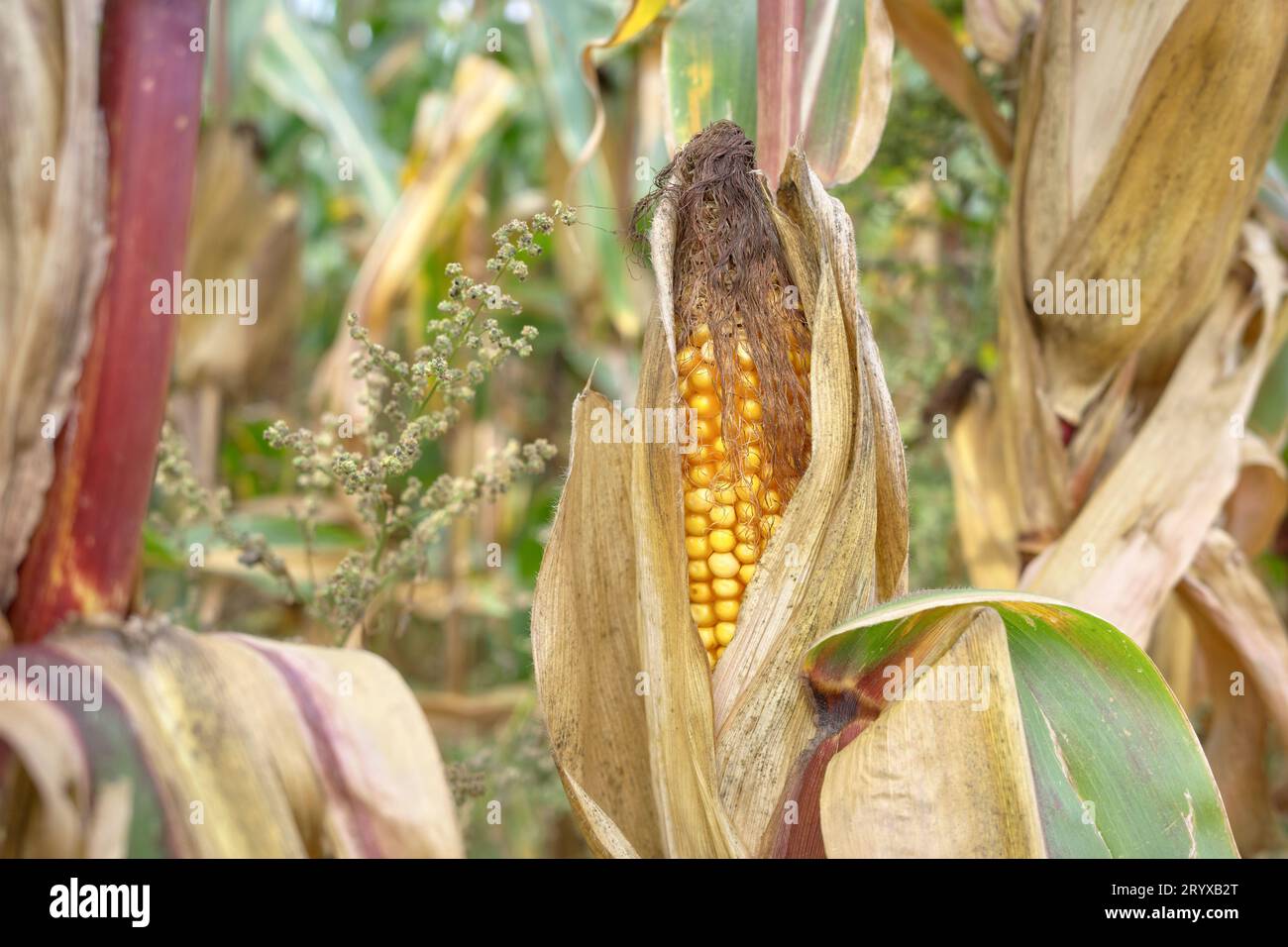 Foto ravvicinata di pannocchie di mais sul campo, messa a fuoco selettiva. Foto Stock