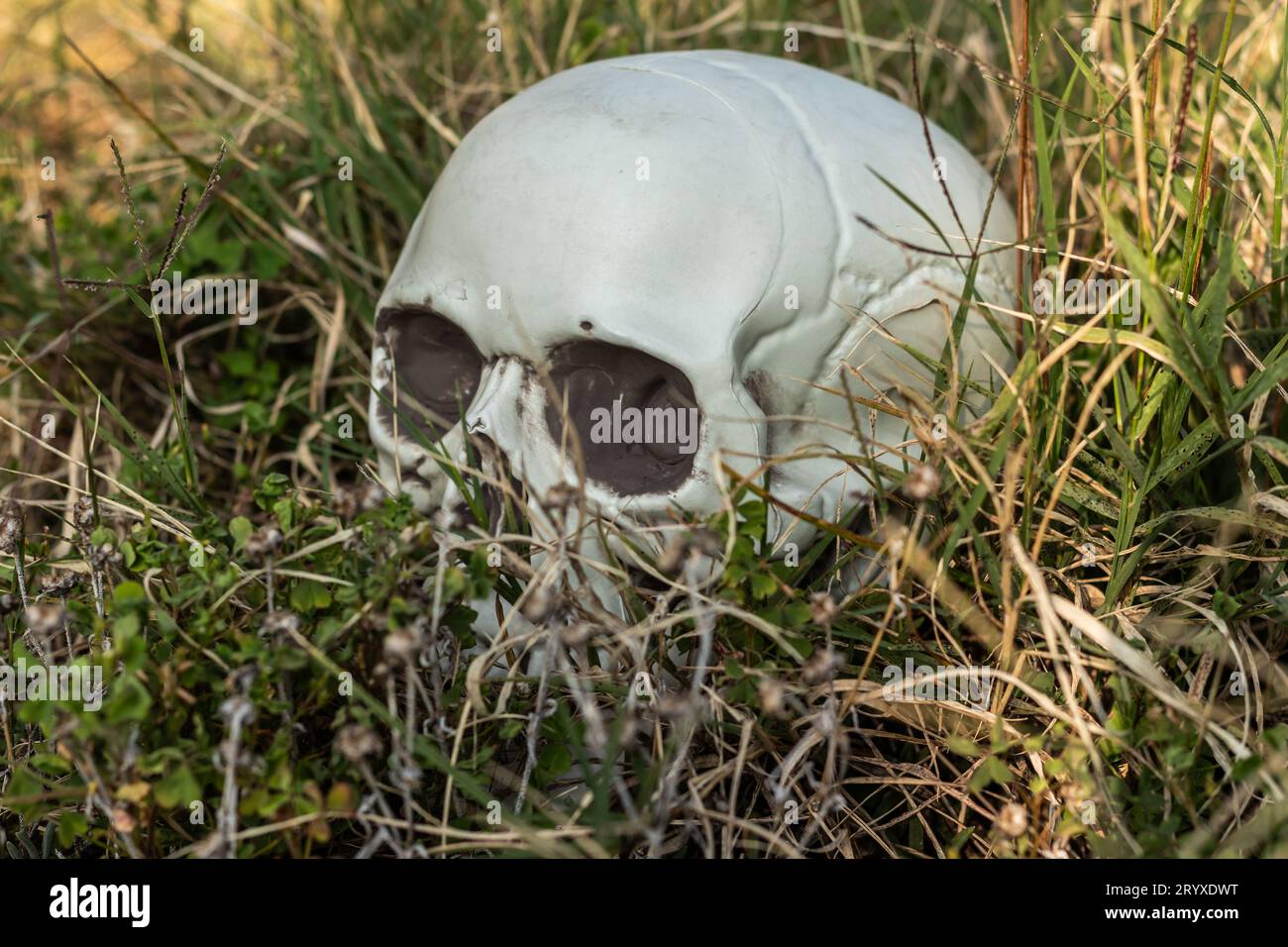 Crea una scena di Halloween agghiacciante con questo teschio di plastica nell'erba, creando l'atmosfera per una notte spettrale Foto Stock