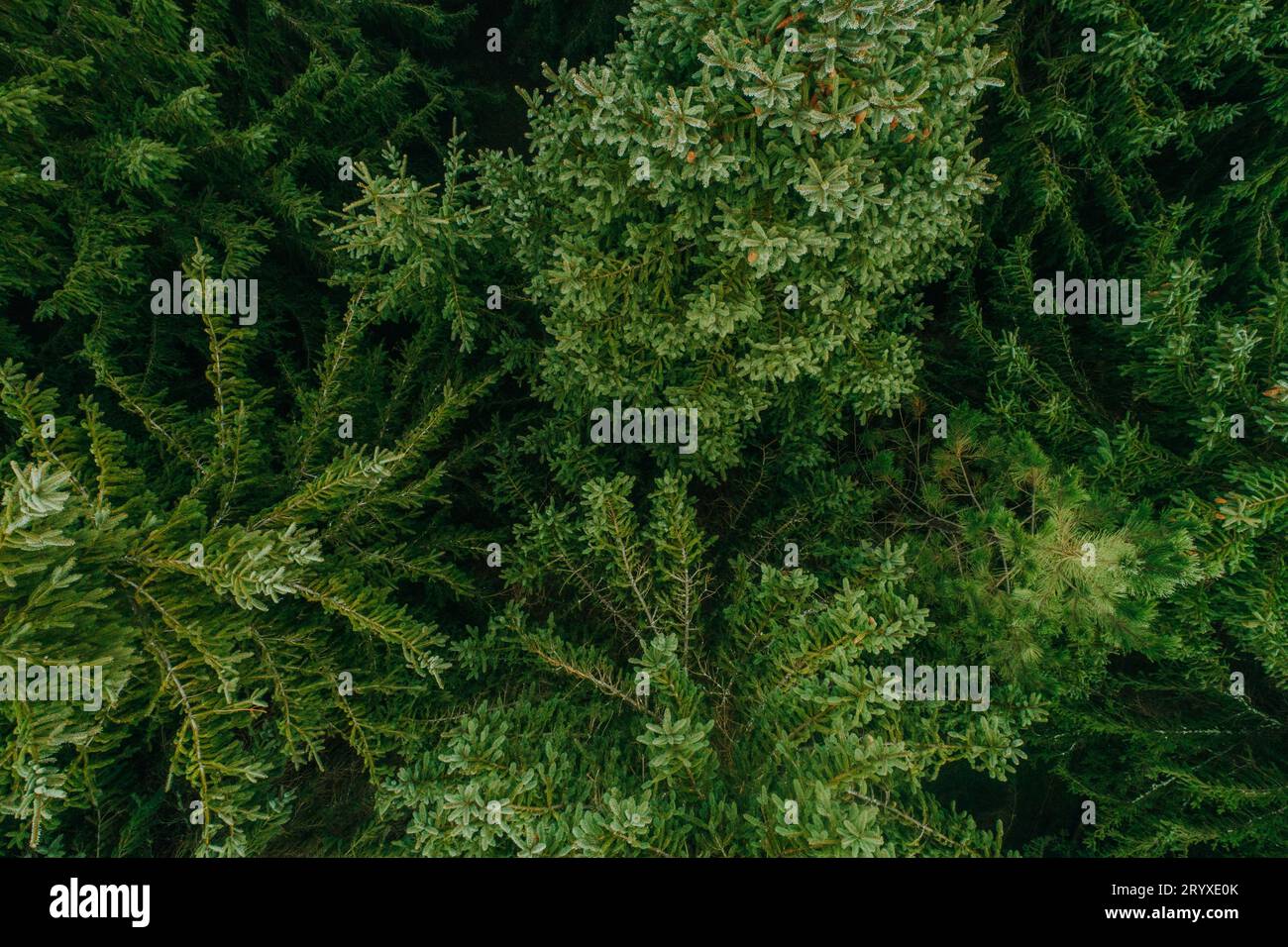 Vista aerea degli alberi verdi estivi in una foresta in un insediamento rurale. Fotografia con droni Foto Stock