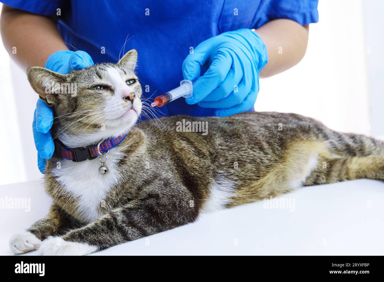 Gatto sul tavolo di esame della clinica veterinaria. Assistenza veterinaria. Medico veterinario e gatto. Foto Stock