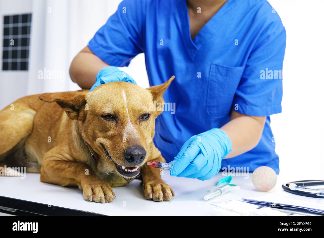Cane sul tavolo d'esame della clinica veterinaria. Assistenza veterinaria. Medico veterinario e cane. Foto Stock