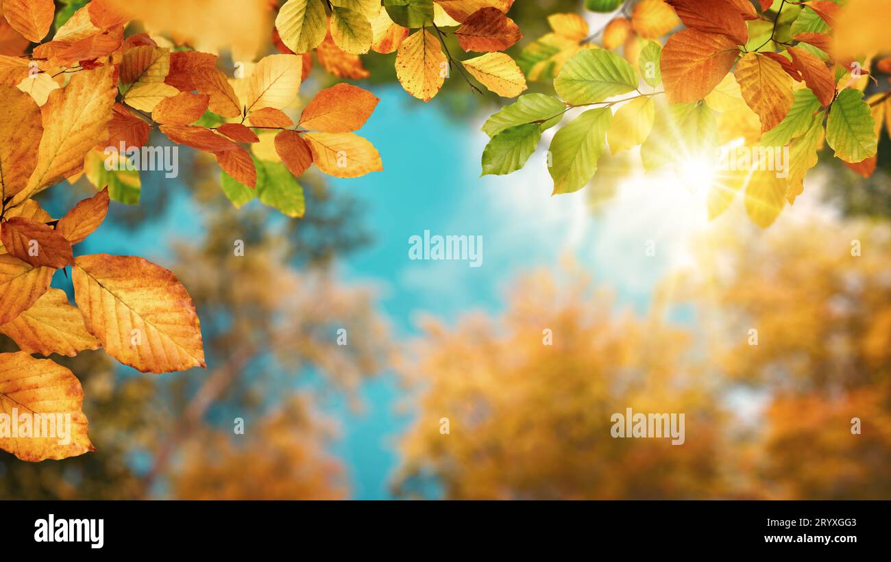 Sfondo autunnale colorato con splendide foglie di faggio che incorniciano il cielo, il sole e il baldacchino degli alberi Foto Stock