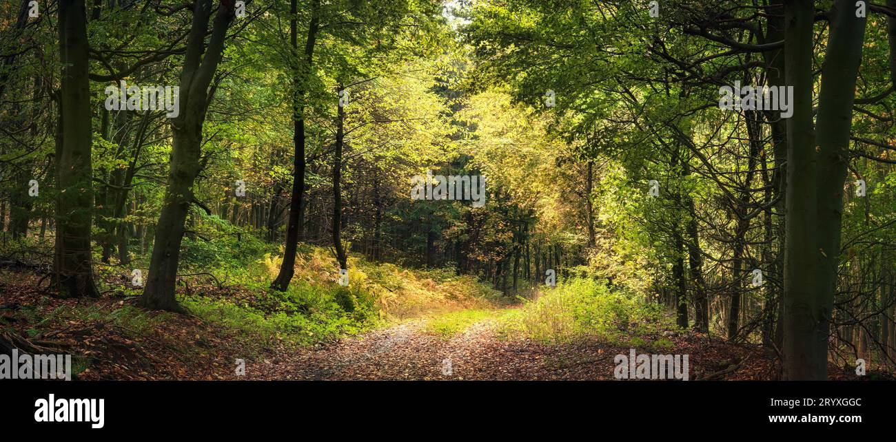 Splendido paesaggio naturale in una foresta all'inizio dell'autunno. I rami e la luce soffusa da sogno creano un arco naturale su un sentiero panoramico Foto Stock