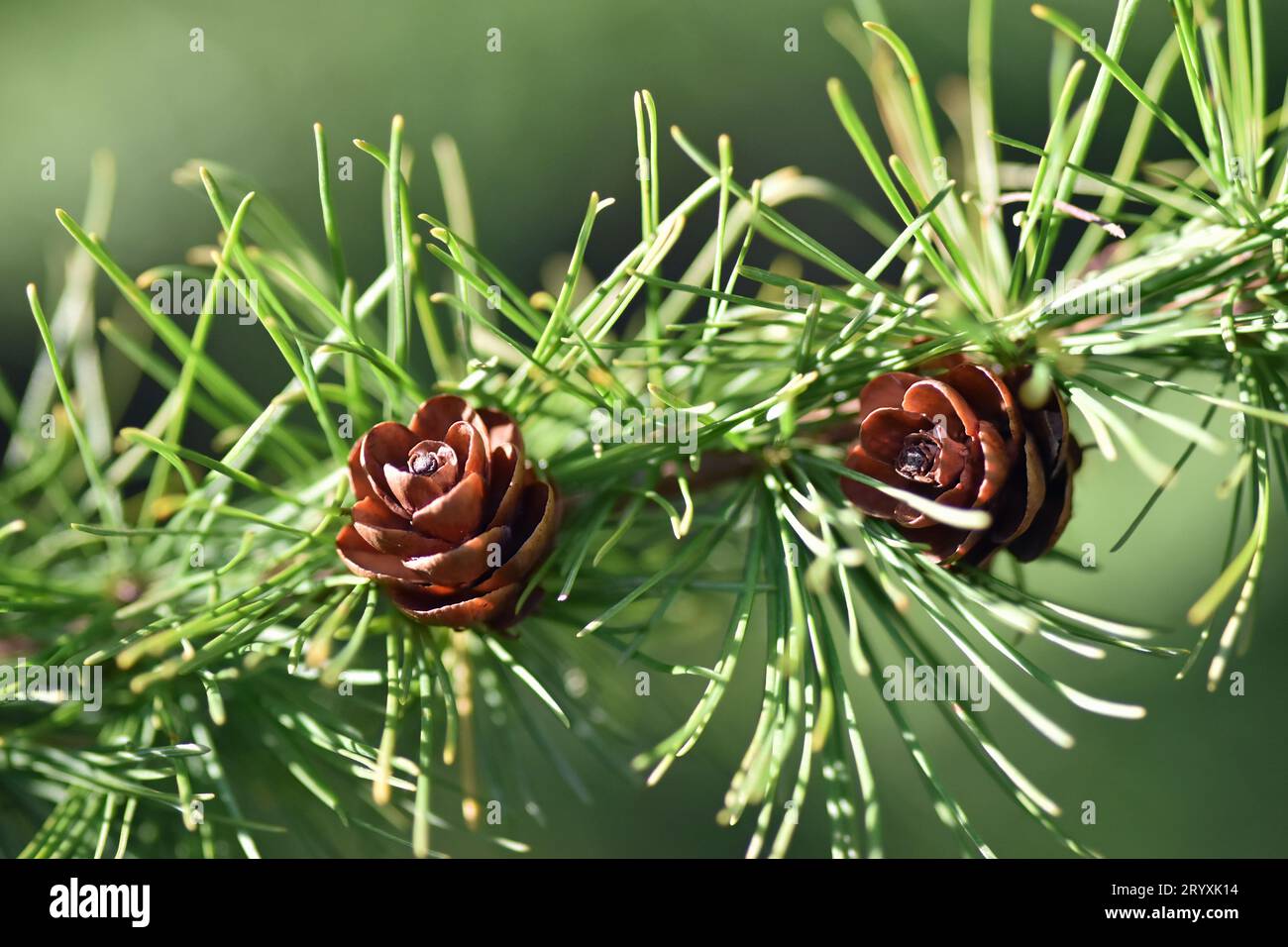 Piccoli coni di pino su un albero Tamarack (Larix laricina) nel Michigan meridionale Foto Stock