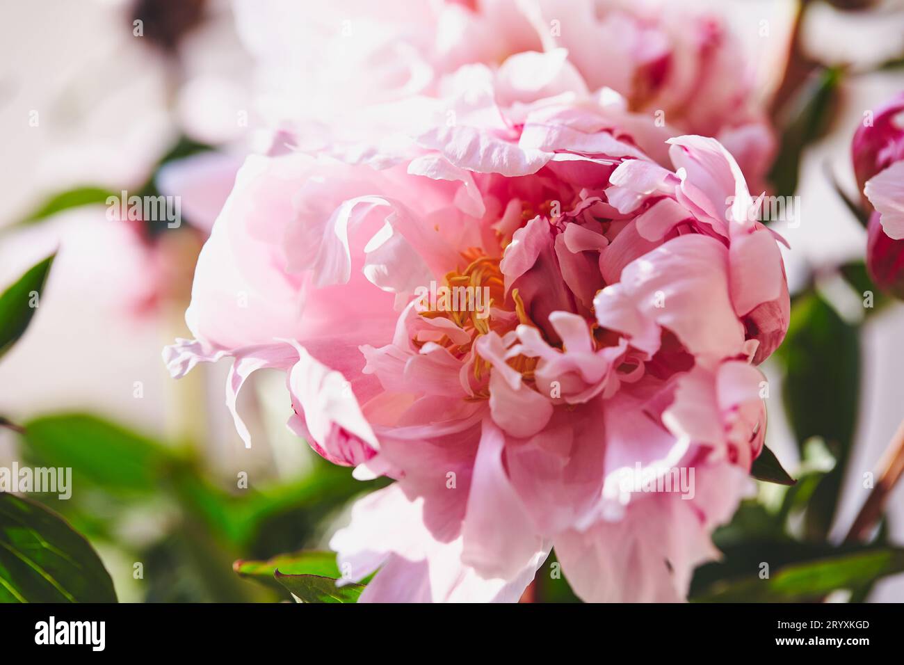 Splendidi fiori, le peonie. Profumo di rosa peonia sfondo. Foto Stock