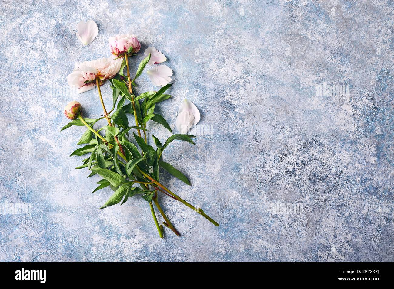 Bella peonie rosa fiori su sfondo blu Foto Stock