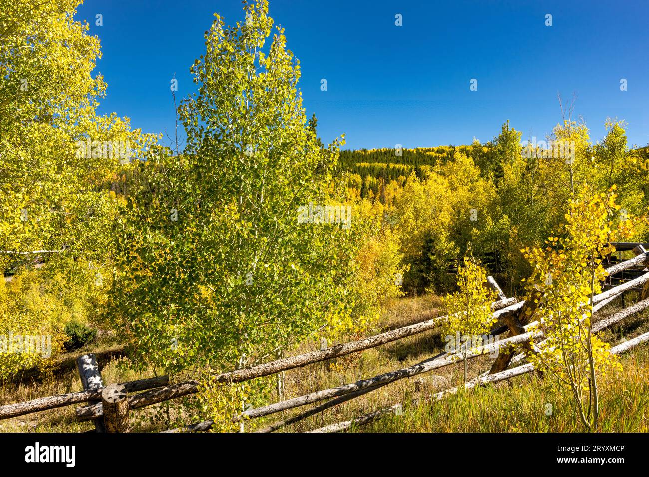 Fogliame autunnale nella Yampa Valley Foto Stock