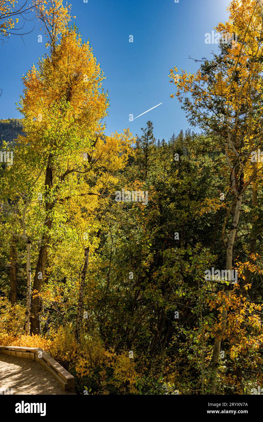 Fogliame autunnale vicino alle cascate Fish Creek a Steamboat Springs, Colorado Foto Stock