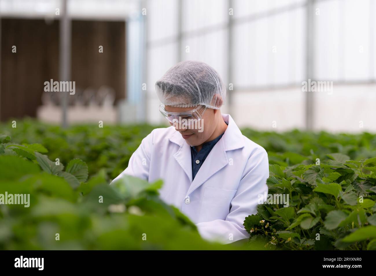 Gli scienziati stanno controllando la qualità delle fragole con la tecnologia di misurazione scientifica. Nel giardino di fragole chiuso Foto Stock