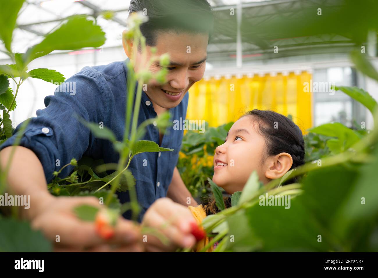 Un padre e una figlia visitano un giardino biologico di fragole in una fattoria chiusa. Divertiti a raccogliere le fragole insieme. Foto Stock