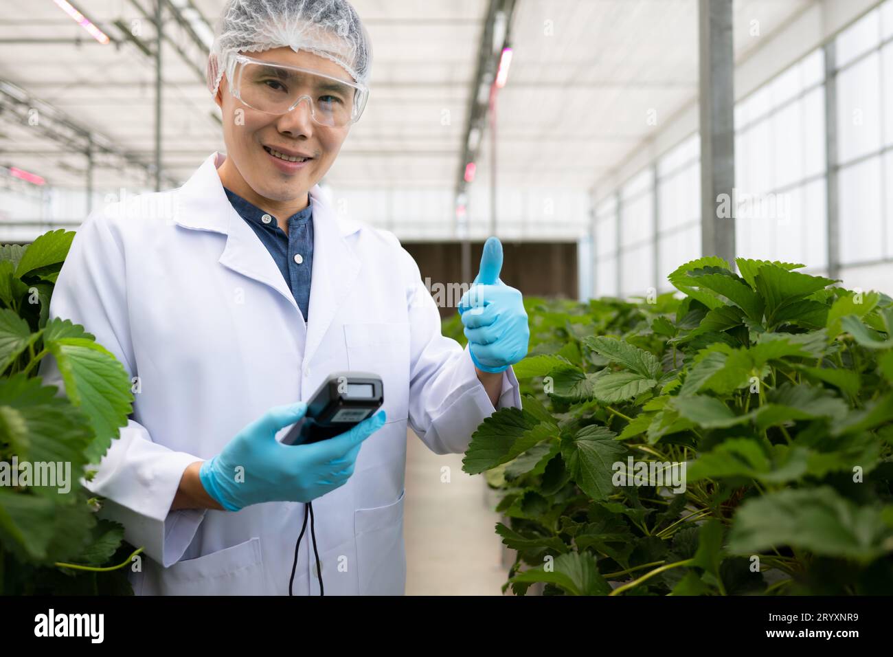 Gli scienziati stanno controllando la qualità delle fragole con la tecnologia di misurazione scientifica. Nel giardino di fragole chiuso Foto Stock