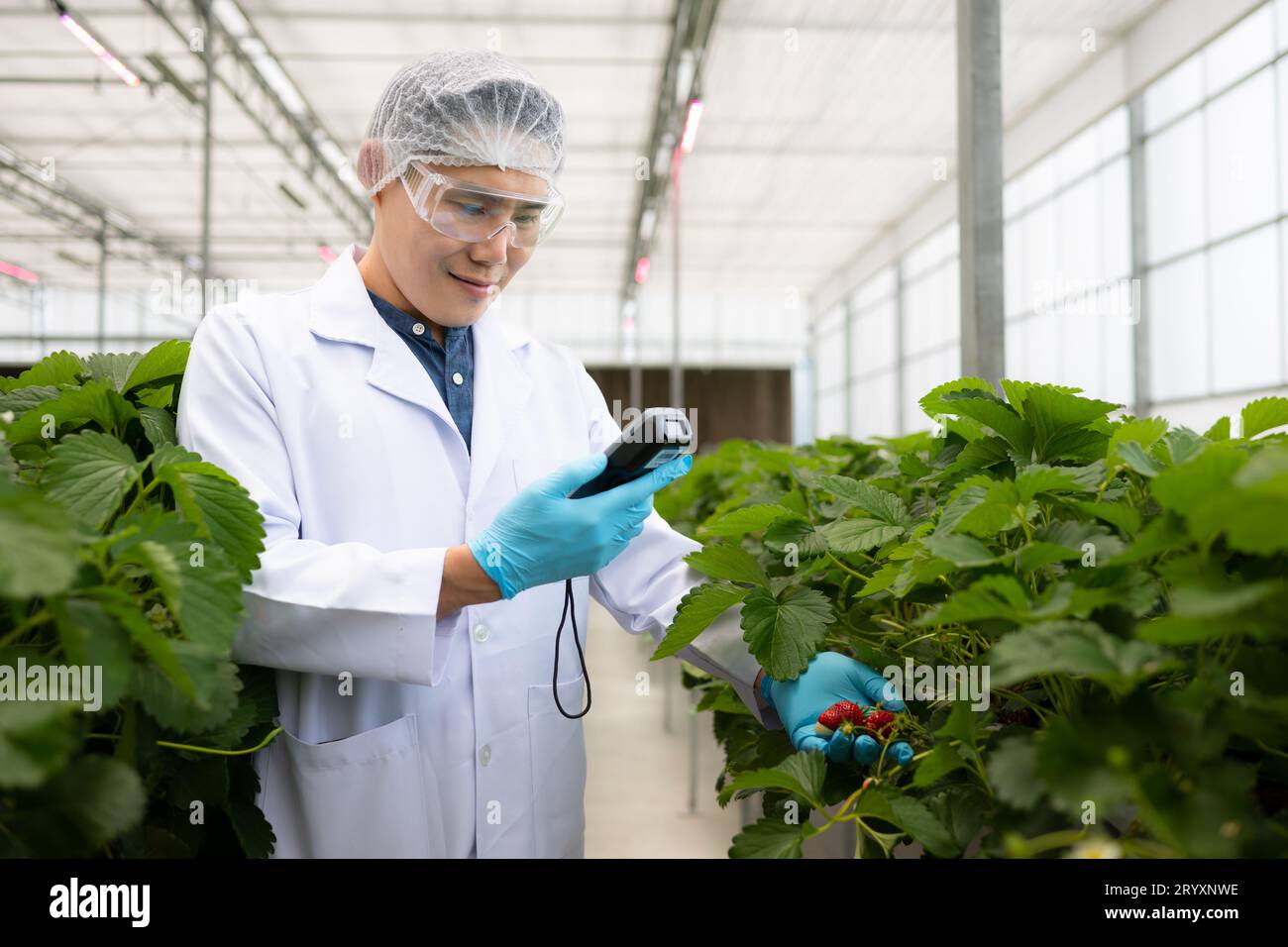 Gli scienziati stanno controllando la qualità delle fragole con la tecnologia di misurazione scientifica. Nel giardino di fragole chiuso Foto Stock