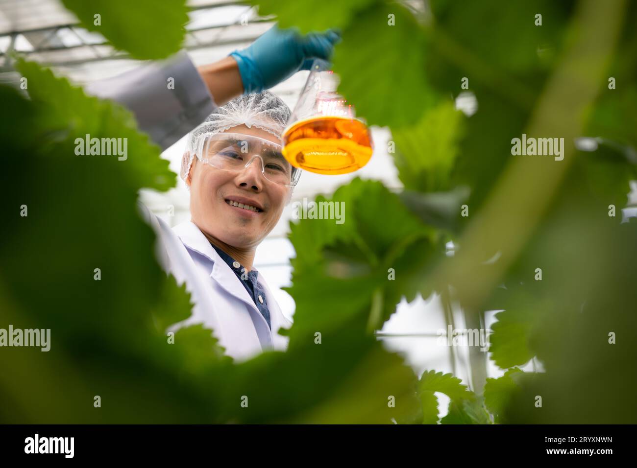 Gli scienziati stanno conducendo esperimenti sulla nutrizione delle fragole. Nel giardino di fragole chiuso Foto Stock
