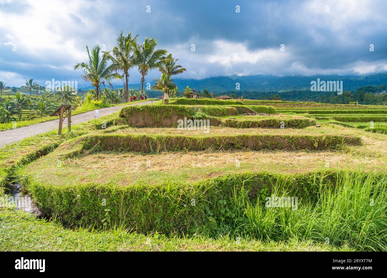 Terrazze di riso di Jatiluwih a Bali, Indonesia Foto Stock