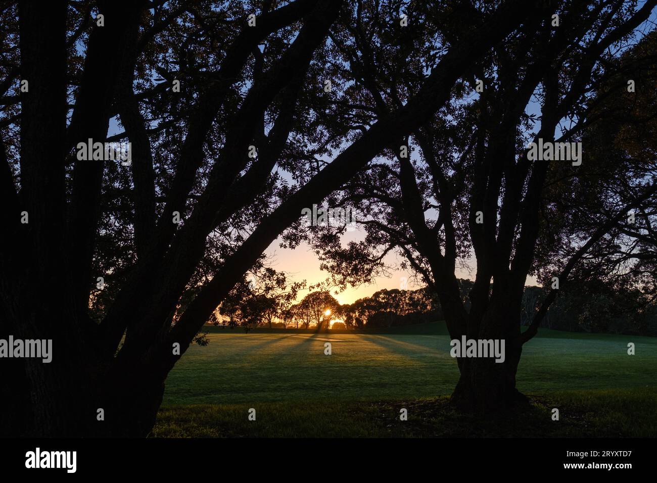 Il sole sorge attraverso gli alberi di pohutukawa sul lato lontano di un campo che guarda tra grandi rami nelle vicinanze Foto Stock