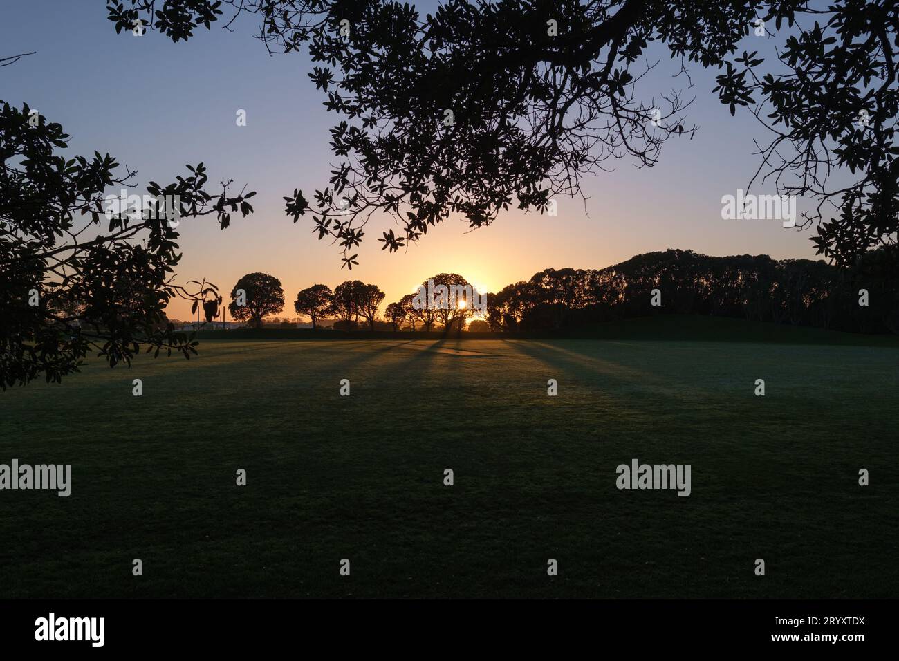 Il sole sorge tra gli alberi di pohutukawa sul lato opposto di un campo Foto Stock