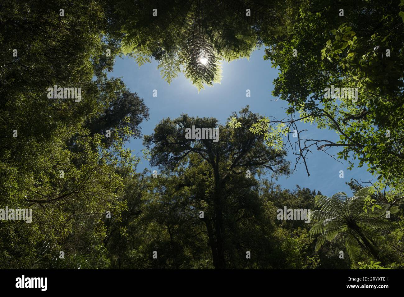 Guardando il sole attraverso il fogliame della foresta Foto Stock