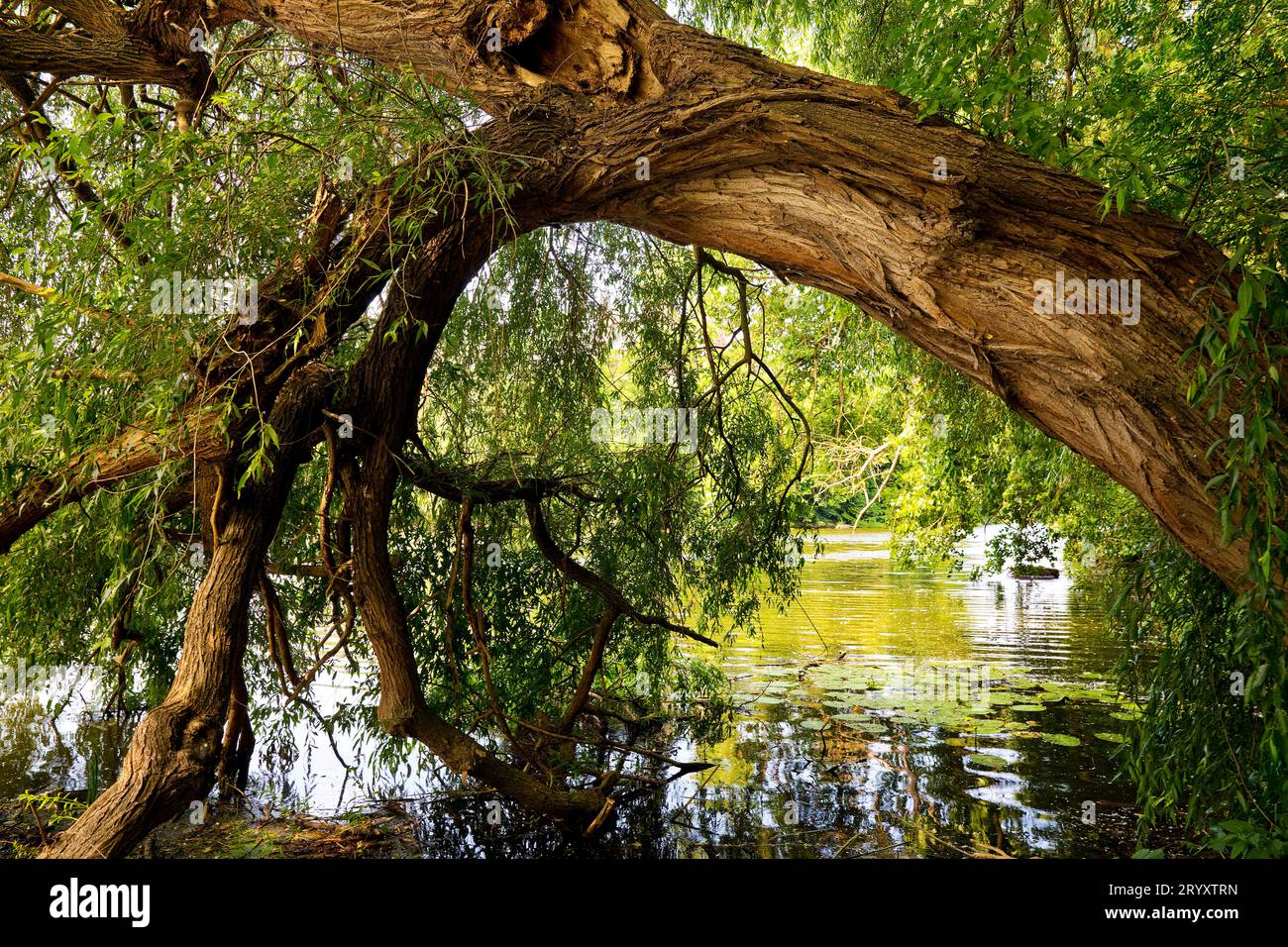 Tree in e sul fiume Lahn, Limburg an der Lahn, Assia, Germania, Europa Foto Stock