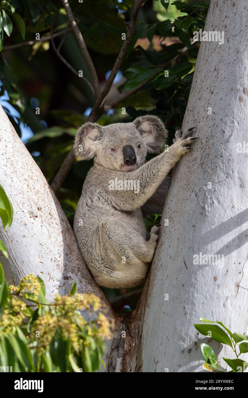 Un grande koala maschile si siede tranquillamente nel forcone di un grande albero di eucalipto, guardando la macchina fotografica, prima di risalire il tronco per dar da mangiare. Foto Stock