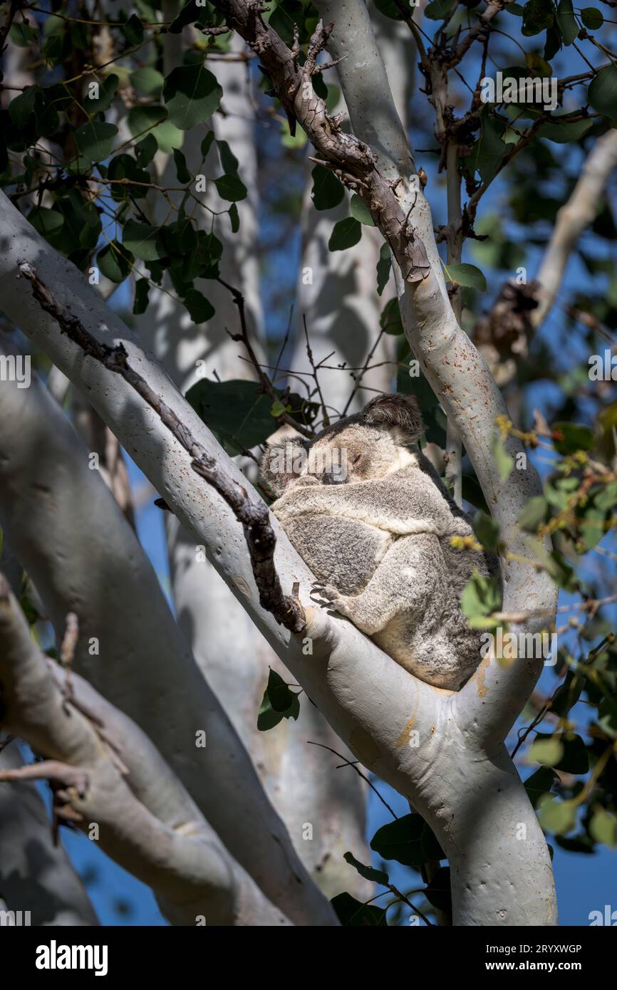 Una ragazza koala e la sua giovane joey, l'essenza della carezza, si ammassano insieme nella forchetta di un albero di eucalipto su Magnetic Island in Australia. Foto Stock